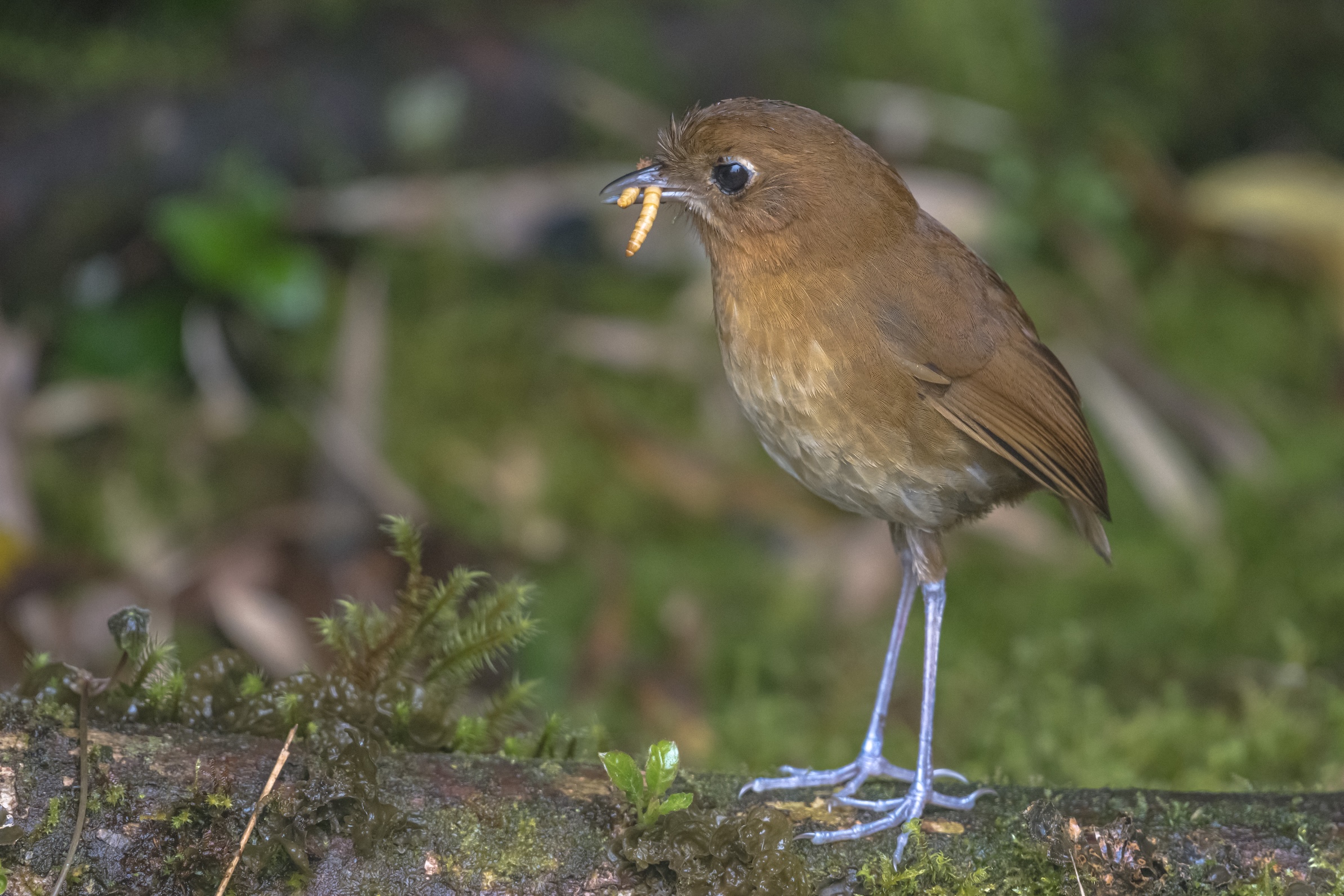 BOGOTÁ ENDEMICS - BIRDING ESCAPE 3D-2N